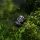 Segway Rasenroboter Navimow X430E AWD