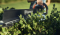 Husqvarna Akku-Heckenschere Aspire H50-P4A (ohne Akku)