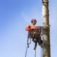 Husqvarna Motorsäge 545 Mark II (15") -...